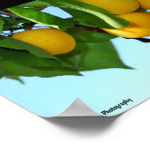 Poster Abricots dans un ciel bleu (Coin)