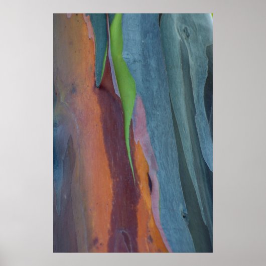 Poster Abstract de Rainbow Gum Tree (Devant)