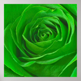 Poster Abstrait Emerald Green Rose Center Photographie