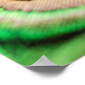 Poster Abstrait Macro Peacock Feather with Drops (Coin)