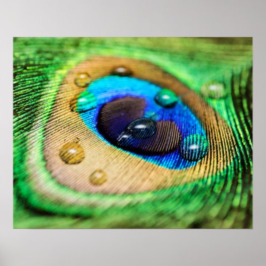 Poster Abstrait Macro Peacock Feather with Drops (Devant)