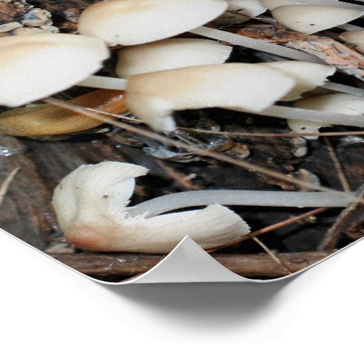 Poster Abstrait miroir de grappe de champignons sauvages (Coin)