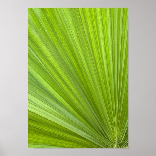 Poster Abstrait Tropical Green Palm Frond (Devant)