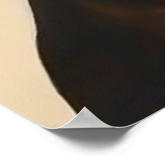 Poster Abyssinian - Portrait de chat (Coin)