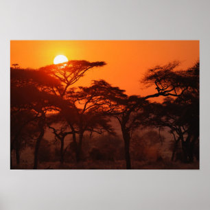 Poster Acacia forest silhouetted at sunset, Tarangire