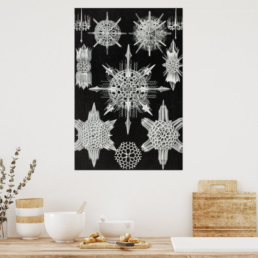 Poster Acanthophracta, animal aquatique Wunderstrahlinge (Cuisine)