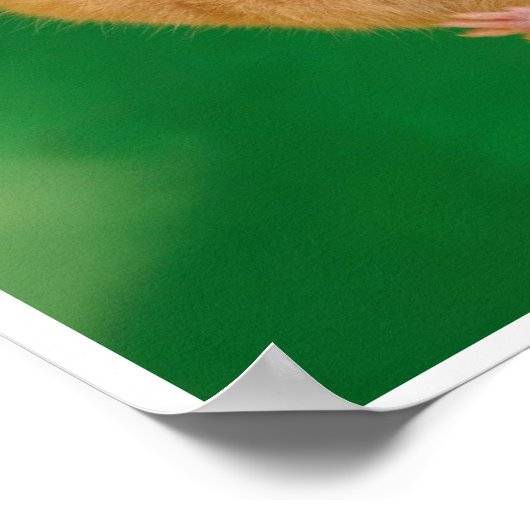 Poster Accrochez-vous au hamster du There (Coin)