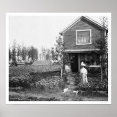 Poster Accueil Chats Fairbanks Alaska 1916 (Devant)