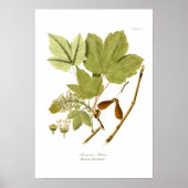 Poster Acer pseudo-platanus (Devant)