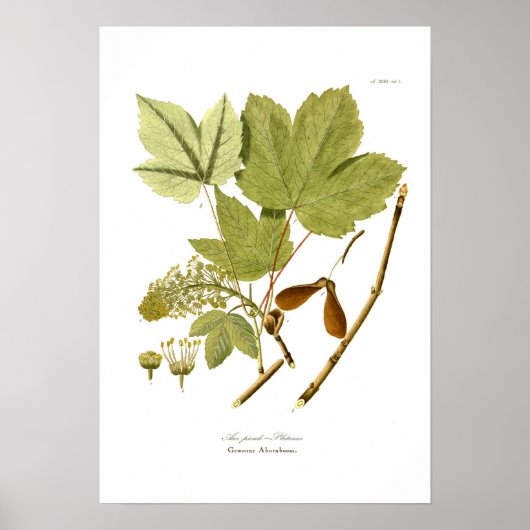 Poster Acer pseudo-platanus (Devant)