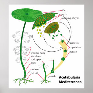Poster Acetabularia Mediterranea Diagramme du cycle de vi