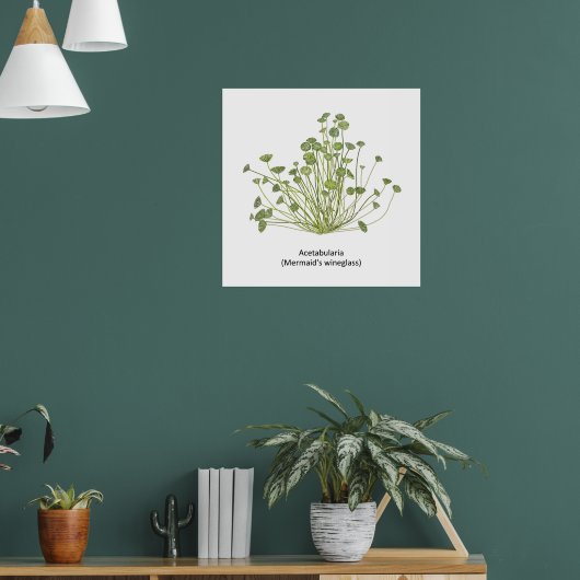 Poster Acetabularia (Wineglass de sirène) (Salon 1)