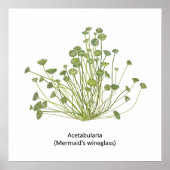 Poster Acetabularia (Wineglass de sirène) (Devant)