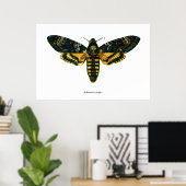 Poster Acherontia atropos (Moelle Hawkmoth de la tête de (Bureau à domicile)