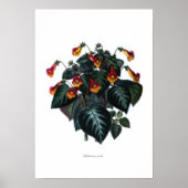 Poster Achimenes (Devant)