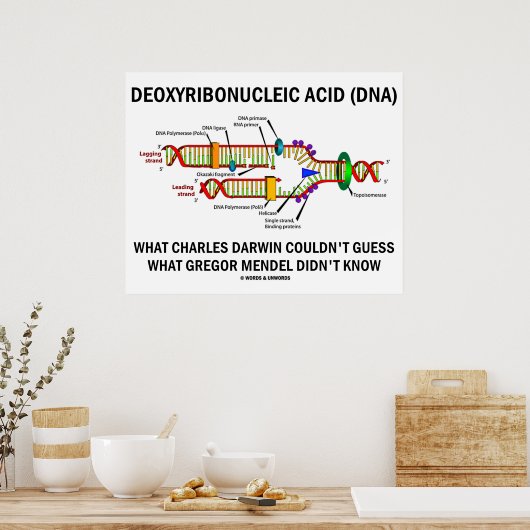 Poster Acide désoxyribonucléique (ADN) Darwin Mendel Dit  (Cuisine)