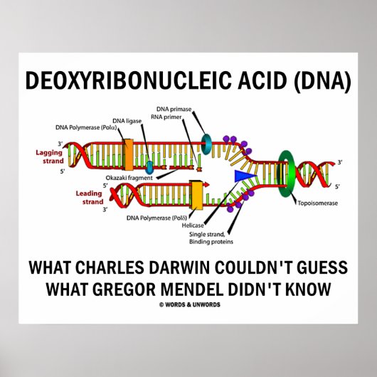 Poster Acide désoxyribonucléique (ADN) Darwin Mendel Dit  (Devant)