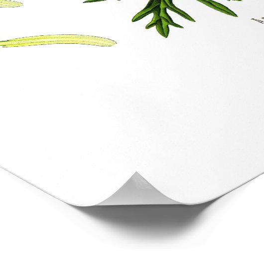 Poster Aconitum napellus (Coin)