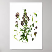 Poster Aconitum napellus (Devant)