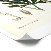 Poster Aconitum Napellus de 'Phytographie Medicale' par (Coin)