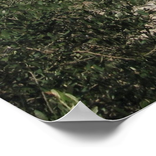 Poster Acropole (Grèce) (Coin)