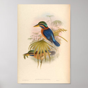 Poster Acténoides Concretus Kingfisher Bird
