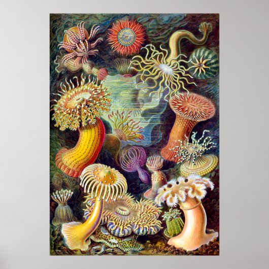 Poster Actiniae illustration peinture Germa Ernst Haeckel (Devant)