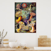 Poster Actiniae illustration peinture Germa Ernst Haeckel (Cuisine)