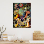 Poster Actiniae par Ernst Haeckel (Cuisine)