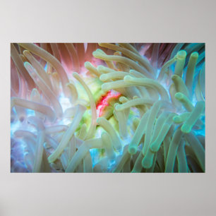 Poster Actinie multicolore