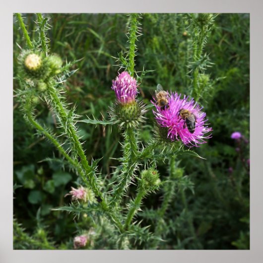 Poster Activité estivale (Devant)