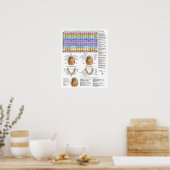 Poster Acupuncture Dentaire Dents Méridiens (Cuisine)