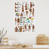 Poster Acupuncture Meridian Points and Pathways (Cuisine)