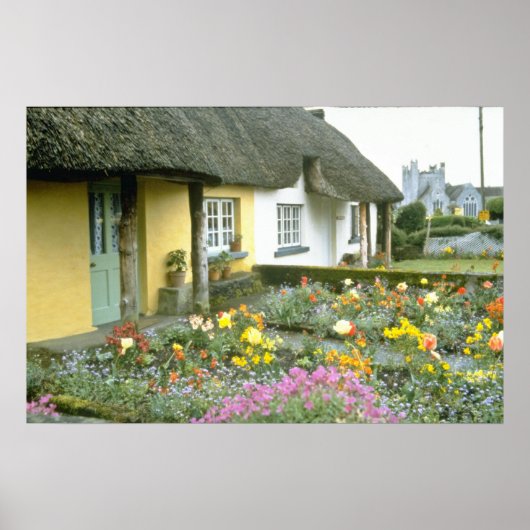 Poster Adare rose, fleurs de Limerick (Devant)