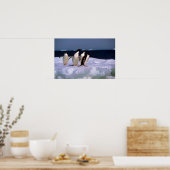 Poster Adelie Penguins (Cuisine)