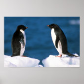 Poster Adelie Penguins (Devant)