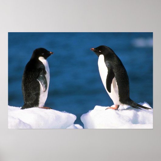Poster Adelie Penguins (Devant)