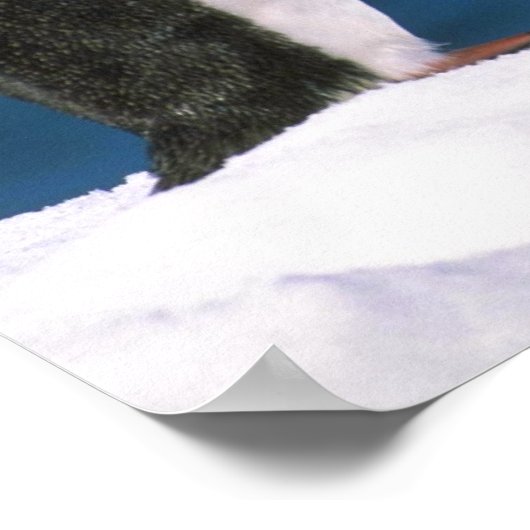 Poster Adelie Penguins (Coin)