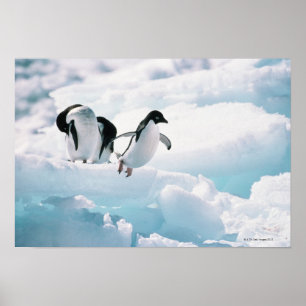 Poster Adelie Penguins   Antarctique