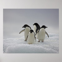 Adelie Penguins sur les flux de glace