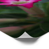 Poster Adenium obéum (Coin)