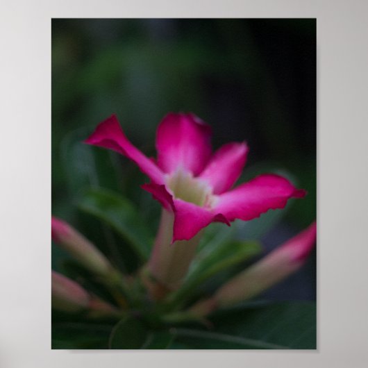 Poster Adenium obéum (Devant)