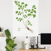 Poster Adiantum Capillus-Veneris (Southern Maidenhair Fer (Bureau à domicile)