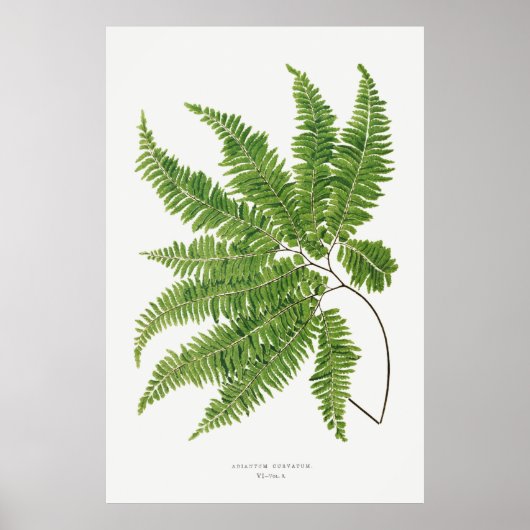 Poster Adiantum Curvatum de Ferns British et Exotic (1) (Devant)