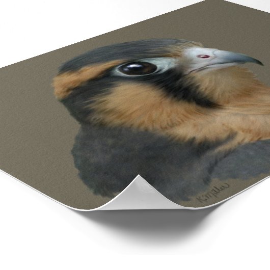 Poster ADiplomado (Coin)