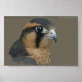 Poster ADiplomado (Devant)