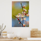 Poster Admirable japonais Apricot Flower (Cuisine)