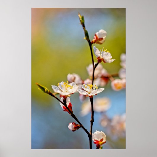 Poster Admirable japonais Apricot Flower (Devant)