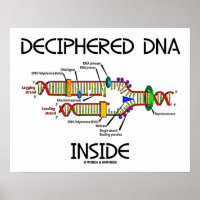 ADN déchiffré dans la biologie de réplication de l