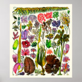 Poster Adolphe Millot ~ Algues (Devant)